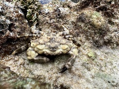 Neoxanthias impressus