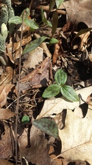 Trillium recurvatum
