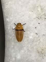 Monecphora cingulata