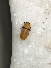 Monecphora cingulata