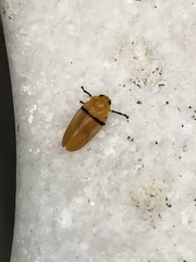 Monecphora cingulata