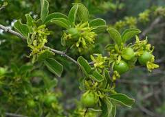 Vangueria macrocalyx