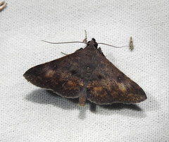 Hypospila
