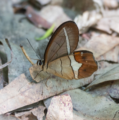 Pierella nereis