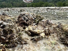 Neoxanthias impressus