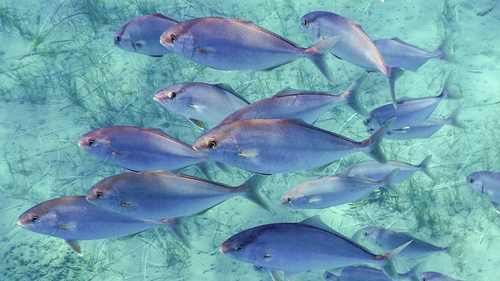 Greater Amberjack