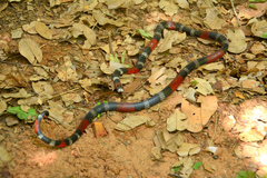 Micrurus ibiboboca