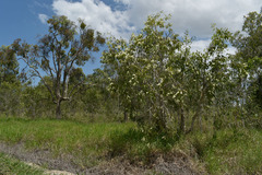 Melaleuca viridiflora