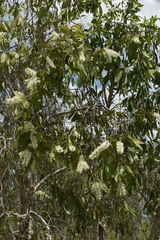 Melaleuca viridiflora