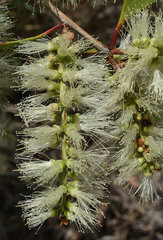 Melaleuca viridiflora