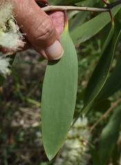 Melaleuca viridiflora