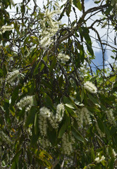 Melaleuca viridiflora