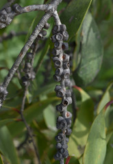 Melaleuca viridiflora