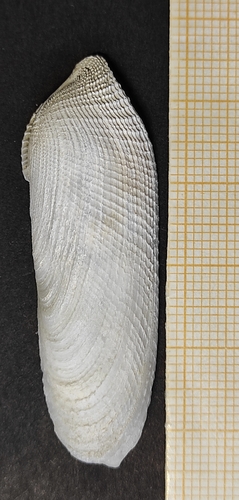 Common piddock