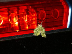 Cryptochrysa auripennis