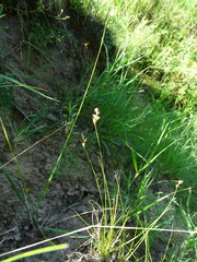 Carex praecox