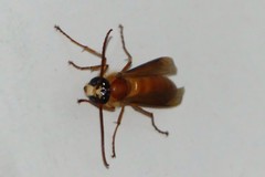 Provespa