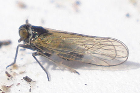 Javesella pellucida; (c) Mick Talbot, some rights reserved (CC BY)