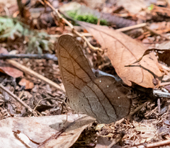 Pierella lamia chalybaea