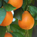 Citrus × tangelo - Photo (c) agerpoint, algunos derechos reservados (CC BY)