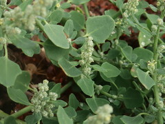 Chenopodium opulifolium