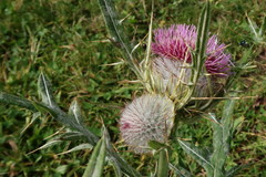 Cirsium echinatum
