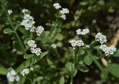 Euploca ovalifolia