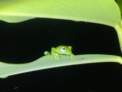 Espadarana prosoblepon