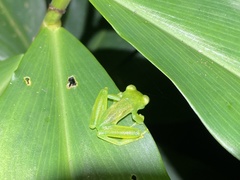 Espadarana prosoblepon