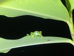 Espadarana prosoblepon