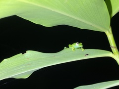 Espadarana prosoblepon