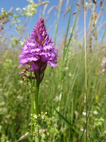 Ein weiteres Foto von Pyramiden-Orchidee