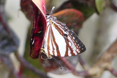 Dodona deodata