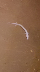 Proteus anguinus anguinus