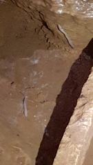 Proteus anguinus anguinus