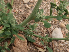 Chenopodium opulifolium