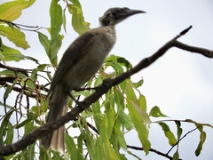 Philemon argenticeps