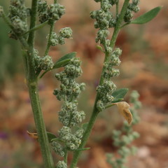 Chenopodium opulifolium