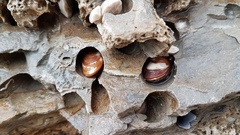 Lithophaga lithophaga