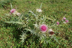 Cirsium echinatum