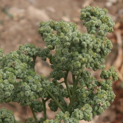 Chenopodium opulifolium