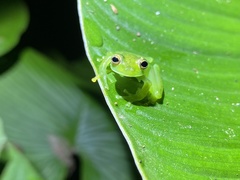 Espadarana prosoblepon