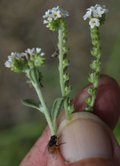Euploca ovalifolia
