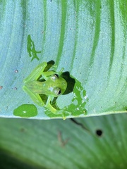 Espadarana prosoblepon