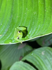 Espadarana prosoblepon