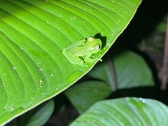 Espadarana prosoblepon