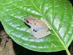 Craugastor crassidigitus