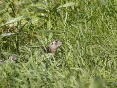 Spermophilus erythrogenys