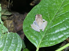 Craugastor crassidigitus