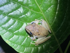 Craugastor crassidigitus